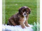 Cavapoo PUPPY FOR SALE ADN-774125 - f1 Cavapoo