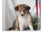 Shetland Sheepdog PUPPY FOR SALE ADN-774123 - Shetland Sheepdog
