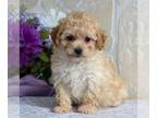 Bichpoo PUPPY FOR SALE ADN-774105 - F1 Bichpoo