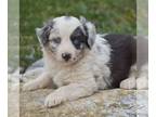 Miniature Australian Shepherd PUPPY FOR SALE ADN-774098 - ASDR Mini Australian