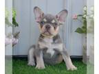 French Bulldog PUPPY FOR SALE ADN-774067 - AKC French Bulldog