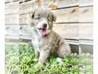 Miniature Australian Shepherd PUPPY FOR SALE ADN-774055 - Blaze