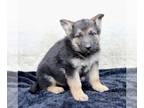 German Shepherd Dog PUPPY FOR SALE ADN-774051 - German Shepherd