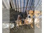 American Pit Bull Terrier PUPPY FOR SALE ADN-774040 - 3 american pitt bull