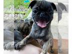 Pug PUPPY FOR SALE ADN-774032 - BRINDLE PUG MALE