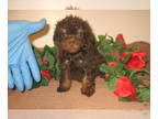 Poodle (Toy) PUPPY FOR SALE ADN-774016 - Chocolate Girl