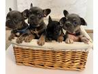 French Bulldog PUPPY FOR SALE ADN-774011 - French Bulldog Puppies