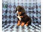 Bernese Mountain Dog PUPPY FOR SALE ADN-774005 - Akc Bernese Mountain Dog