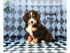Bernese Mountain Dog PUPPY FOR SALE ADN-774005 - Akc Bernese Mountain Dog