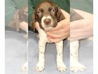 German Shorthaired Pointer PUPPY FOR SALE ADN-773982 - Litter of 2 available