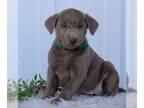 Labrador Retriever PUPPY FOR SALE ADN-773936 - AKC Silver Labrador
