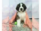 Saint Bernard PUPPY FOR SALE ADN-773932 - AKC Saint Bernard For Sale Sugarcreek