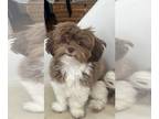 ShihPoo PUPPY FOR SALE ADN-773920 - Shihpoos