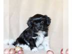 Havanese PUPPY FOR SALE ADN-773919 - Havanese