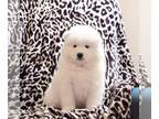 Samoyed PUPPY FOR SALE ADN-773910 - AKC Samoyed