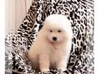 Samoyed PUPPY FOR SALE ADN-773908 - AKC Samoyed