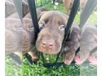 Labrador Retriever PUPPY FOR SALE ADN-773897 - AKC Chocolate Lab Puppies