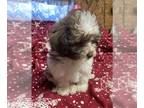 ShihPoo PUPPY FOR SALE ADN-773896 - CKC shihpoo