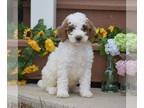 Poodle (Standard) PUPPY FOR SALE ADN-773895 - AKC Moyen Poodle