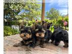 Yorkshire Terrier PUPPY FOR SALE ADN-773987 - Purebred Yorkshire terriers up for