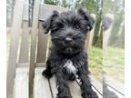 Schnauzer (Miniature) PUPPY FOR SALE ADN-773831 - Macy