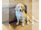 Golden Retriever PUPPY FOR SALE ADN-773813 - AKC Purebred Golden Retriever