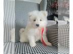 Samoyed PUPPY FOR SALE ADN-773649 - Trained White Samoyed Puppies for sale