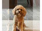 Cavapoo PUPPY FOR SALE ADN-773632 - Cavapoo for sale in Clinton Twp MI 48038