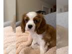 Cavalier King Charles Spaniel PUPPY FOR SALE ADN-773619 - 10 Week old Male King