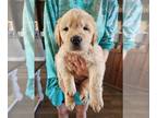 Golden Retriever PUPPY FOR SALE ADN-773613 - Golden Retriever Puppies