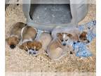 Australian Cattle Dog-Texas Heeler Mix PUPPY FOR SALE ADN-773601 - PUPS MUST GO