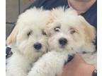 Havanese PUPPY FOR SALE ADN-773585 - Purebred Havanese Pups for Sale