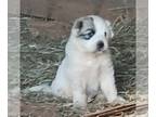 Great Pyrenees PUPPY FOR SALE ADN-773547 - Sweet Great Pyrenees female puppy