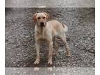 Labrador Retriever DOG FOR ADOPTION ADN-774135 - Yellow Lab Male Dog AKC