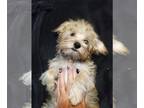 Yorkshire Terrier DOG FOR ADOPTION ADN-774033 - Teddy