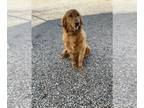 Golden Retriever DOG FOR ADOPTION ADN-773980 - Sweet male golden retriever