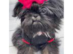 Avanti Shih Tzu