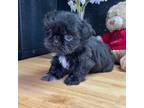 Shih Tzu Puppy for sale in Hemingway, SC, USA