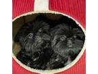 Avanti Shih Tzu