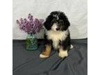 Mutt Puppy for sale in Sugarcreek, OH, USA