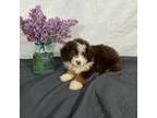 Mutt Puppy for sale in Sugarcreek, OH, USA