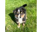 Miniature Australian Shepherd Puppy for sale in Yorkville, IL, USA