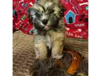 Havanese Puppy for sale in Peoria, AZ, USA