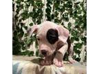 American Pit Bull Terrier Puppy for sale in Lawnside, NJ, USA