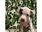 American Pit Bull Terrier Puppy for sale in Lawnside, NJ, USA
