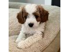 Cavapoo Puppy for sale in Leitchfield, KY, USA