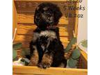 Mutt Puppy for sale in Idaho Falls, ID, USA