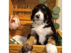 Mutt Puppy for sale in Idaho Falls, ID, USA