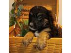 Buggs Puppy for sale in Idaho Falls, ID, USA