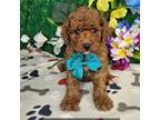 F1b Cavapoo